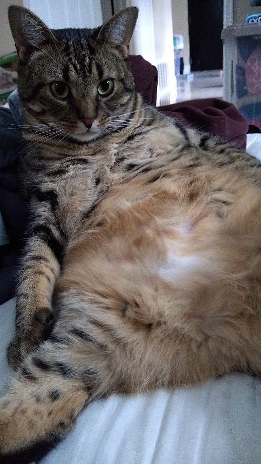 Mo